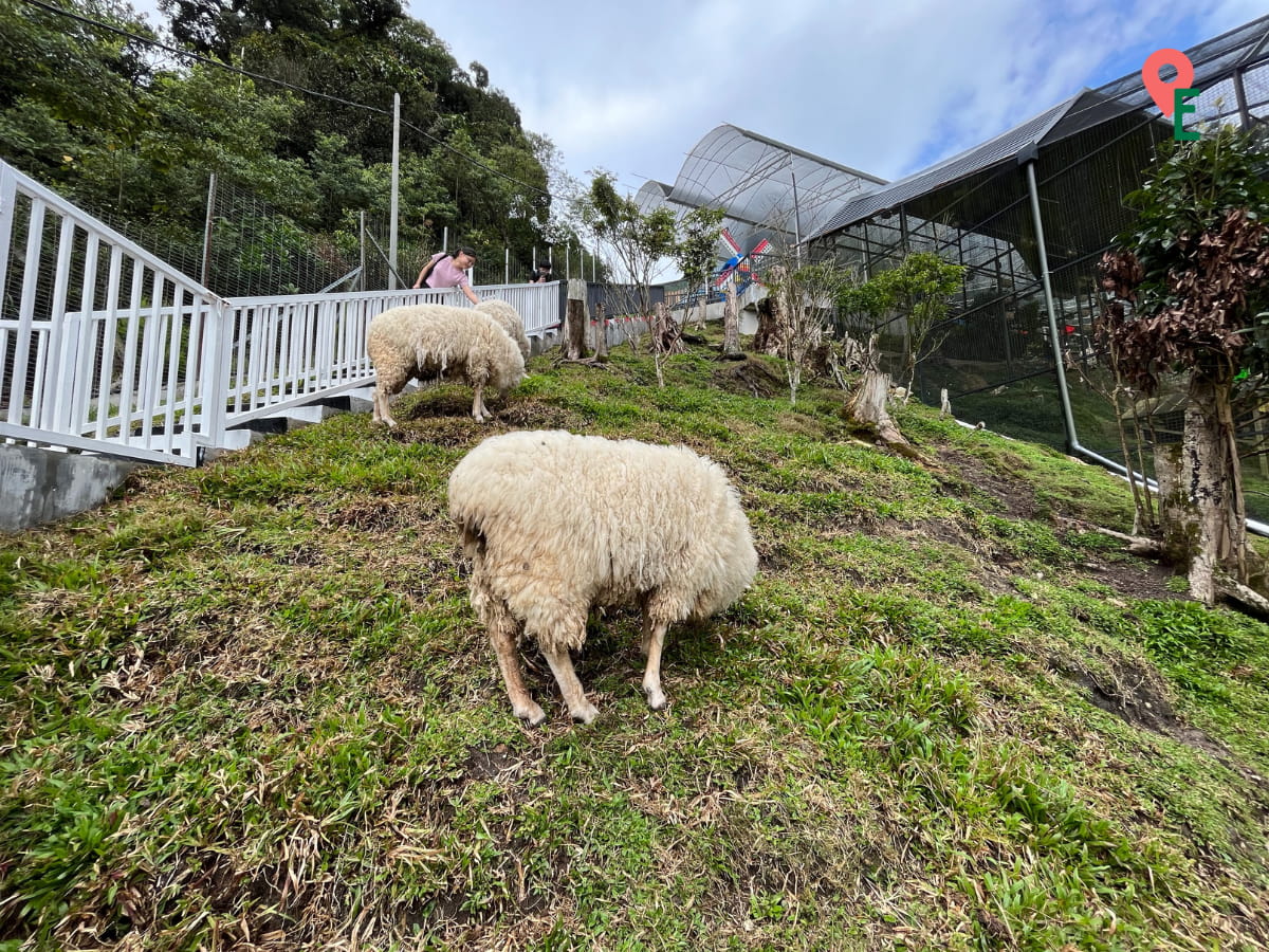 Sheep On Their Side Of The Hill At Agro Market