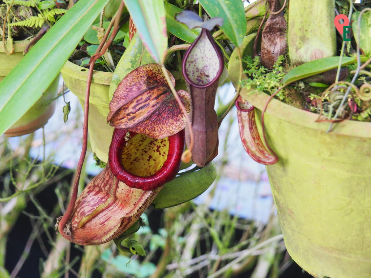 Some Of The Pitcher Plants At O&R Garden