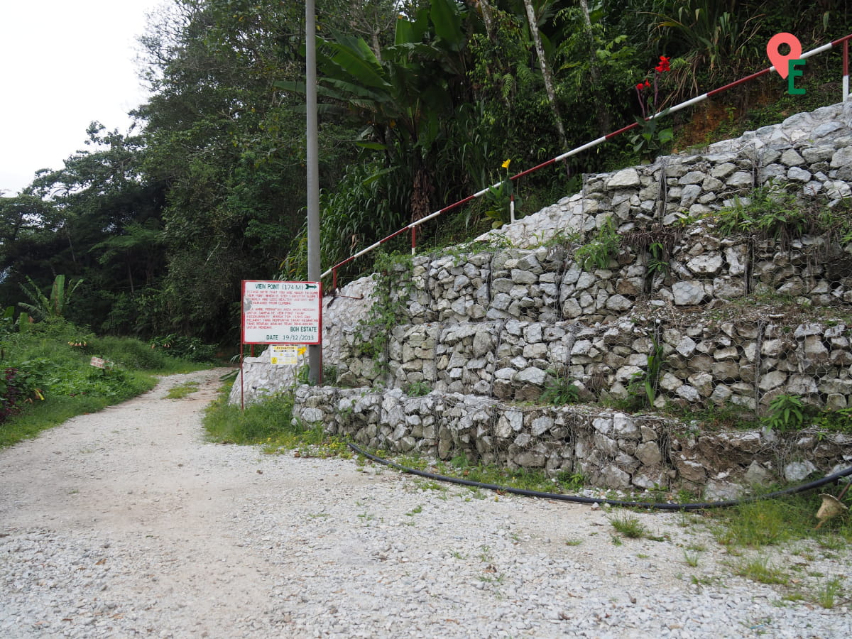 Start Of The Hill Climb At BOH Habu Tea Plantation