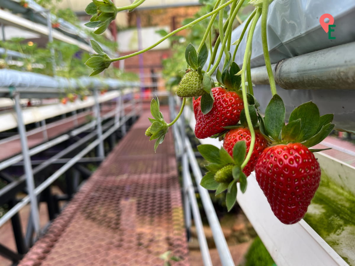 Strawberries At Lavender Garden