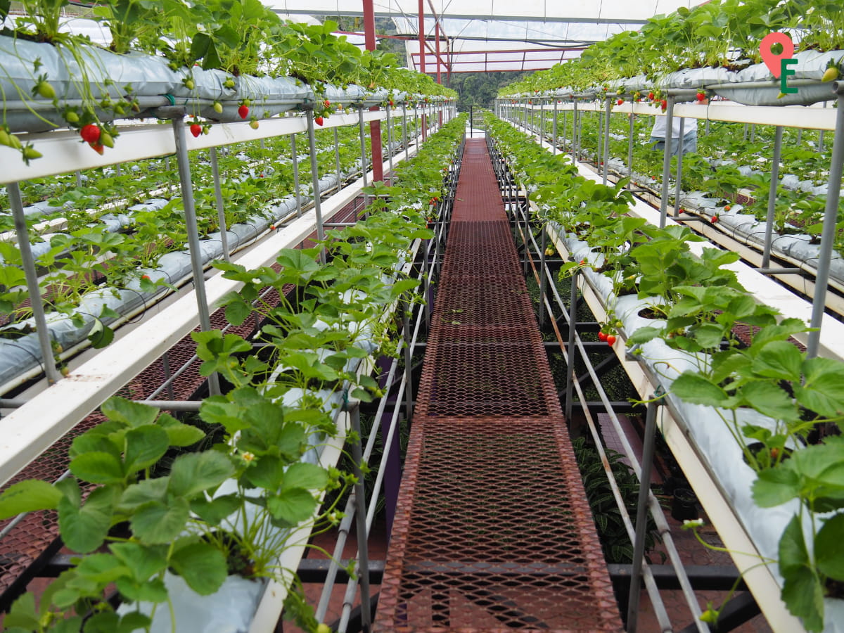 Strawberry Section At Lavender Garden