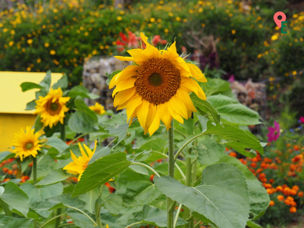 Sunflowers At Ee Feng Gu Bee Farm