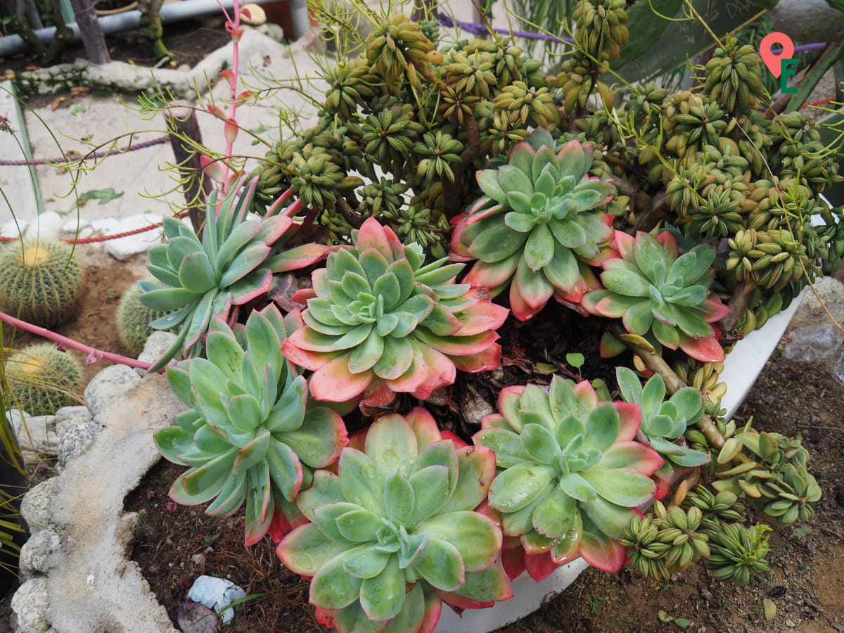 Thriving Echeveria At Cactus Valley