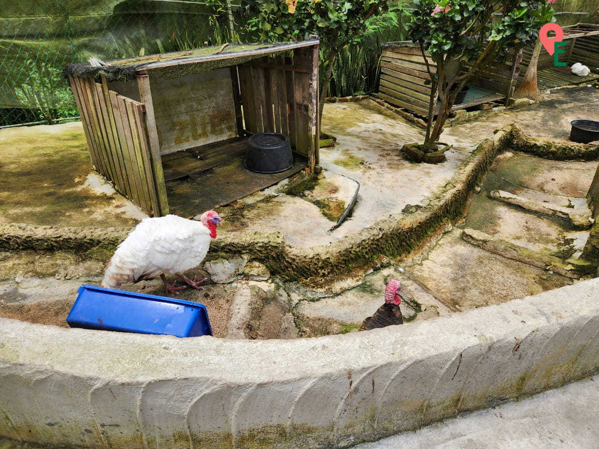 Turkeys At ZooMania Butterfly Farm