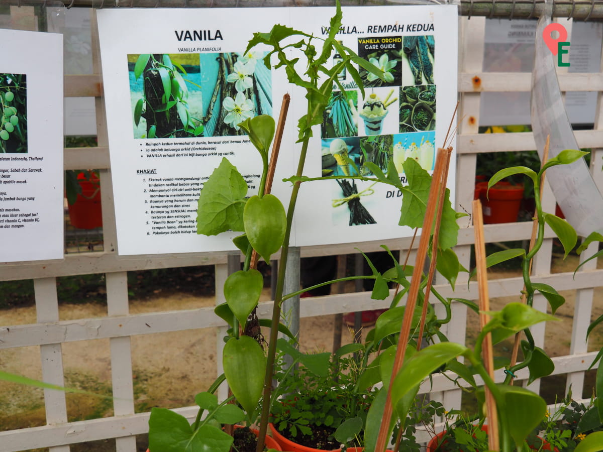 Vanilla Plants For Sale At Agro Technology Park MARDI Cameron Highlands