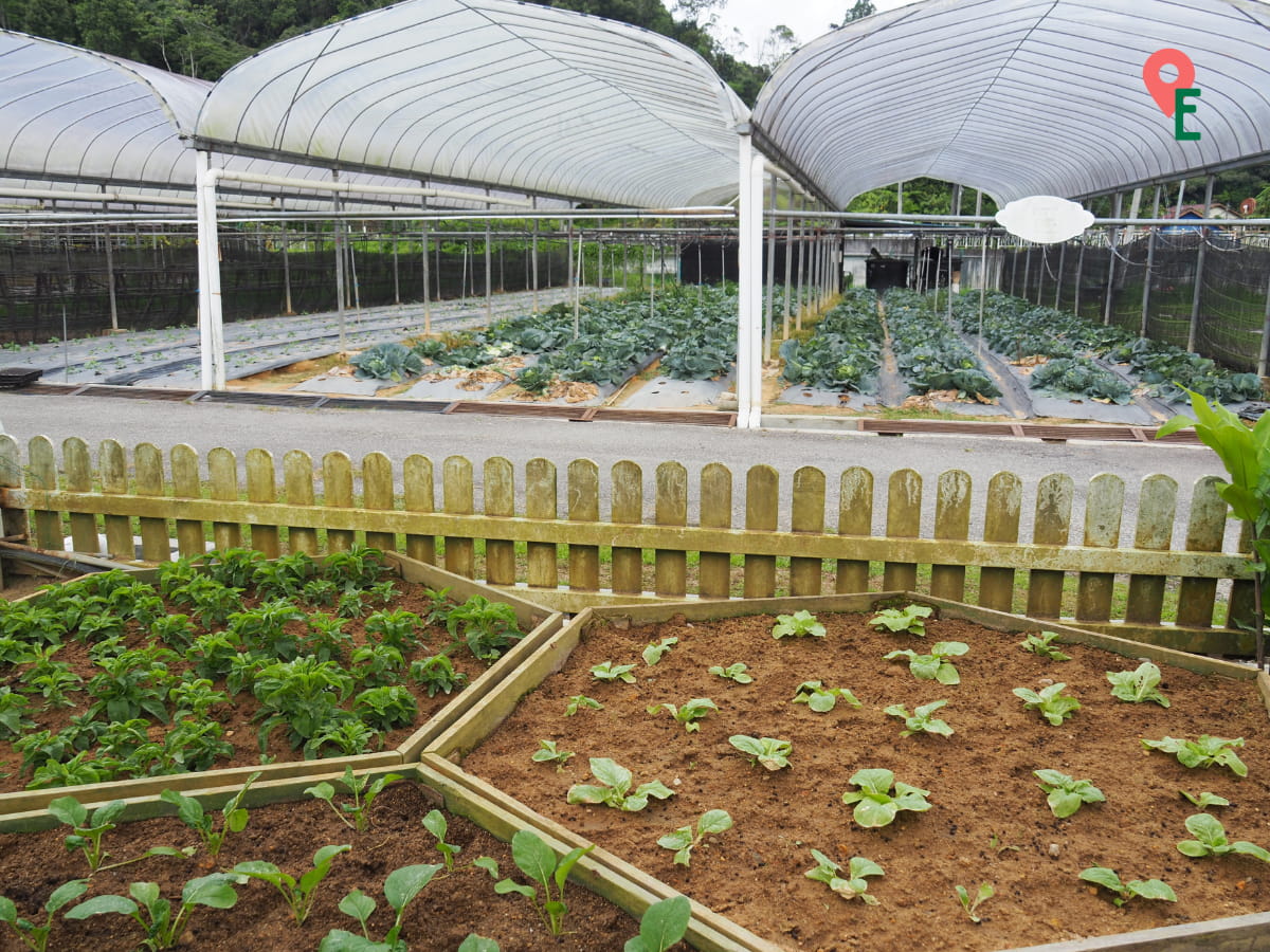 Vegetable Plots At Agro Technology Park MARDI Cameron Highlands