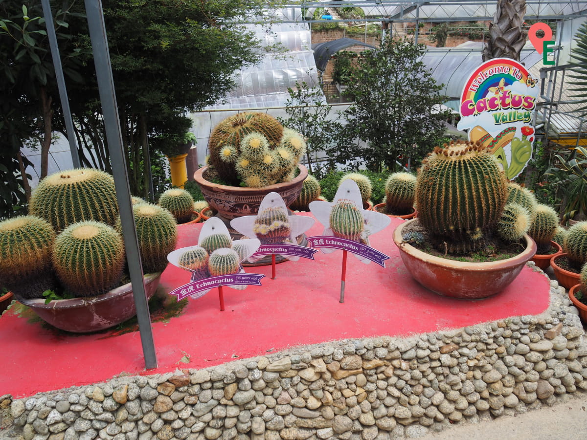 Very Old Cacti At Cactus Valley