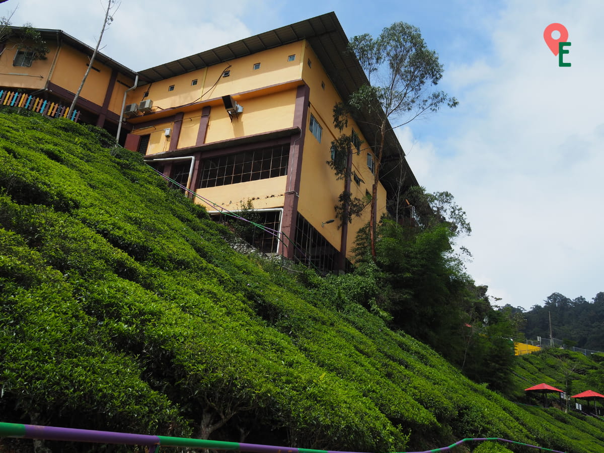 View Of Cameron Valley Tea House 2 From The Tea Plantation