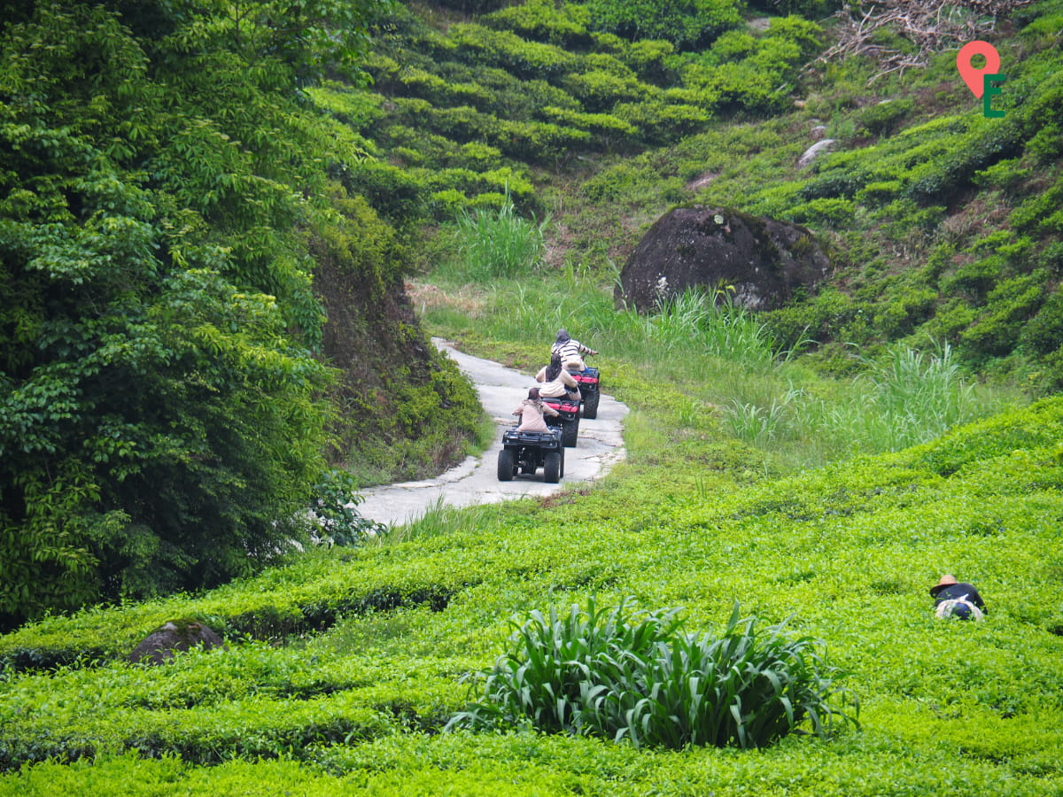 Visitors Riding ATVs Through Kuala Terla Plantation