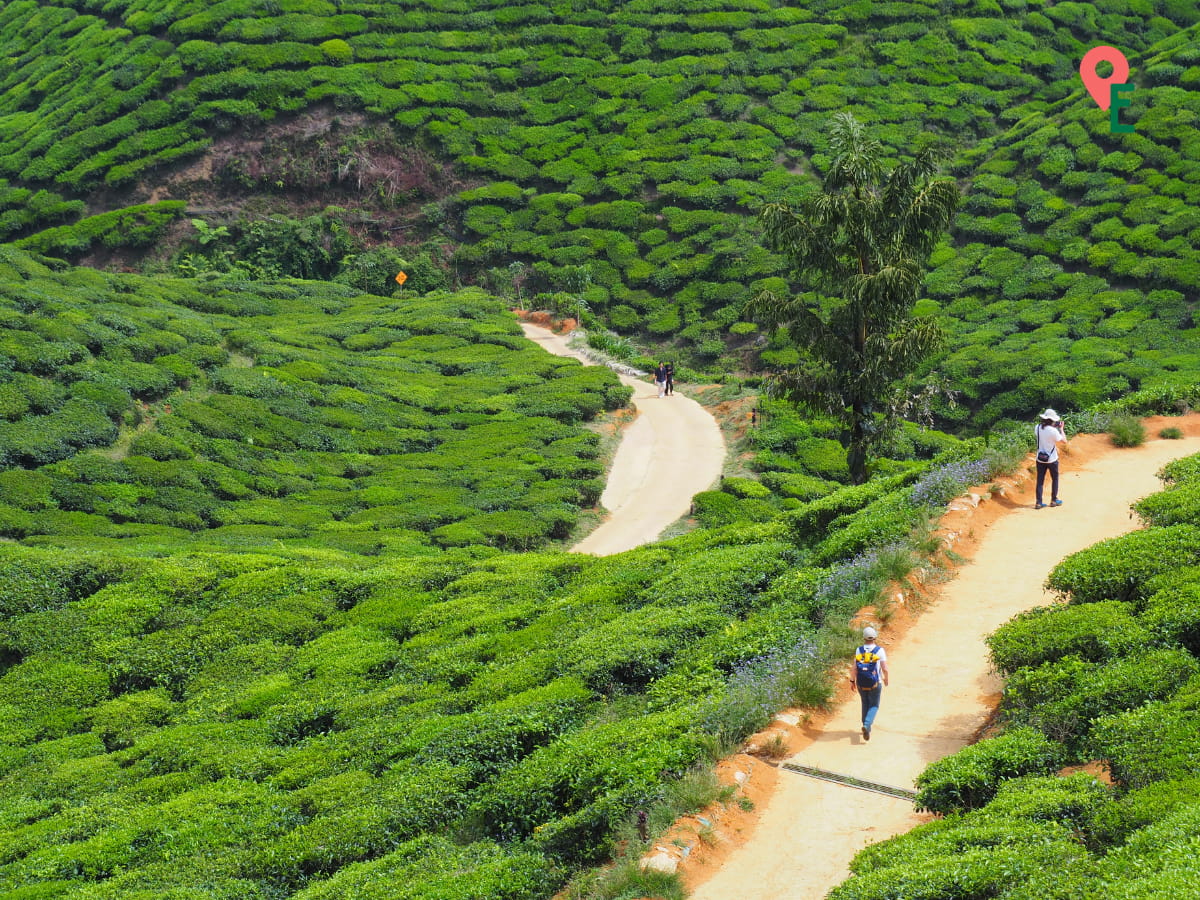 Visitors Walking Through The Tea Plantation Below Cameron Valley Tea House 2